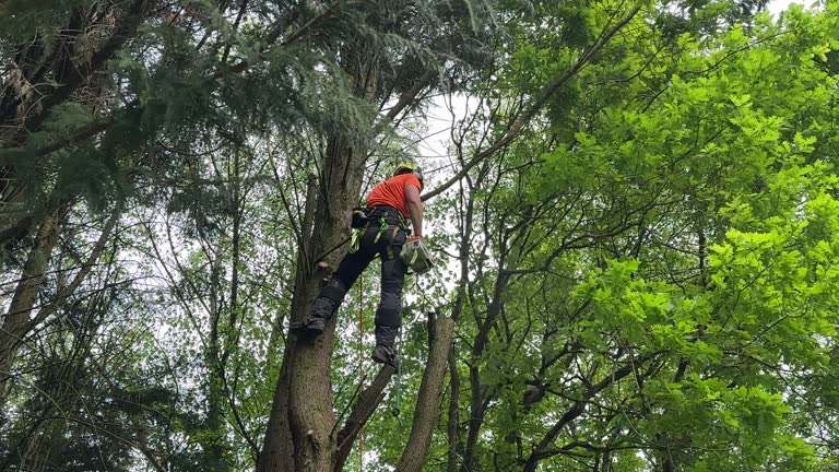 Best Tree Removal Services  in Maywood, NJ